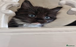 Ragdoll cats for sale: 6 Ragdoll x kittens, available now - Image 9