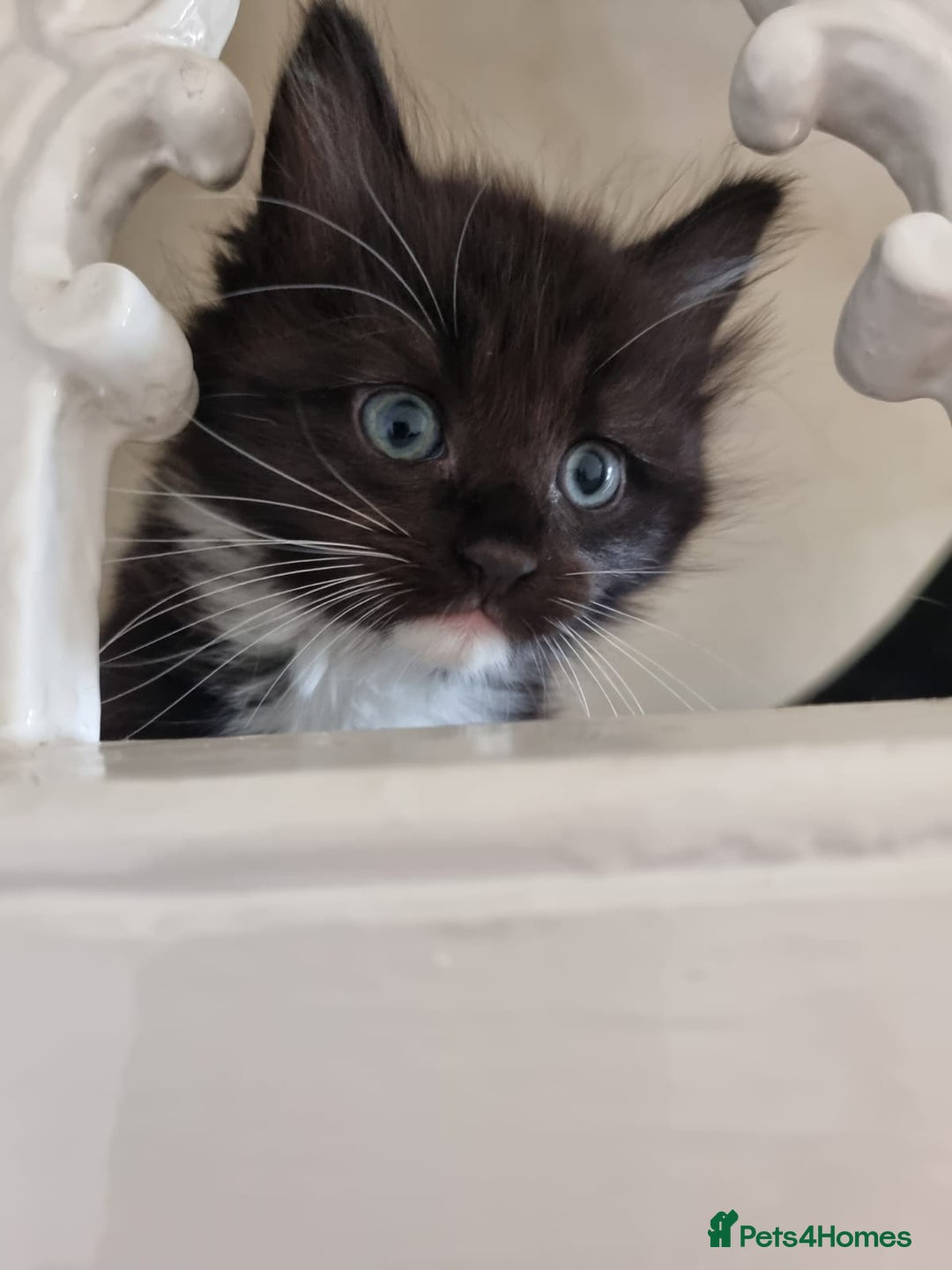 Ragdoll cats for sale: 6 Ragdoll x kittens, available now - Image 9