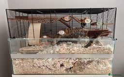 Gerbil rodents for sale: 6 Months Male Gerbils w/ Skyline Falco 80  + more - Image 3
