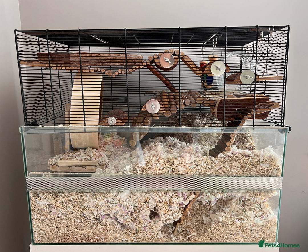 Gerbil rodents for sale: 6 Months Male Gerbils w/ Skyline Falco 80  + more - Image 3
