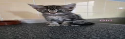 Mixed Breed cats for sale: Kittens looking for their forever homes - Advert 19