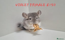 Chinchilla rodents for sale: STUNNING BABIES CHINCHILLA MIX COLOURS AND GENDER  - Image 3