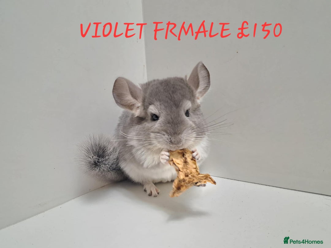 Chinchilla rodents for sale: STUNNING BABIES CHINCHILLA MIX COLOURS AND GENDER  - Image 3