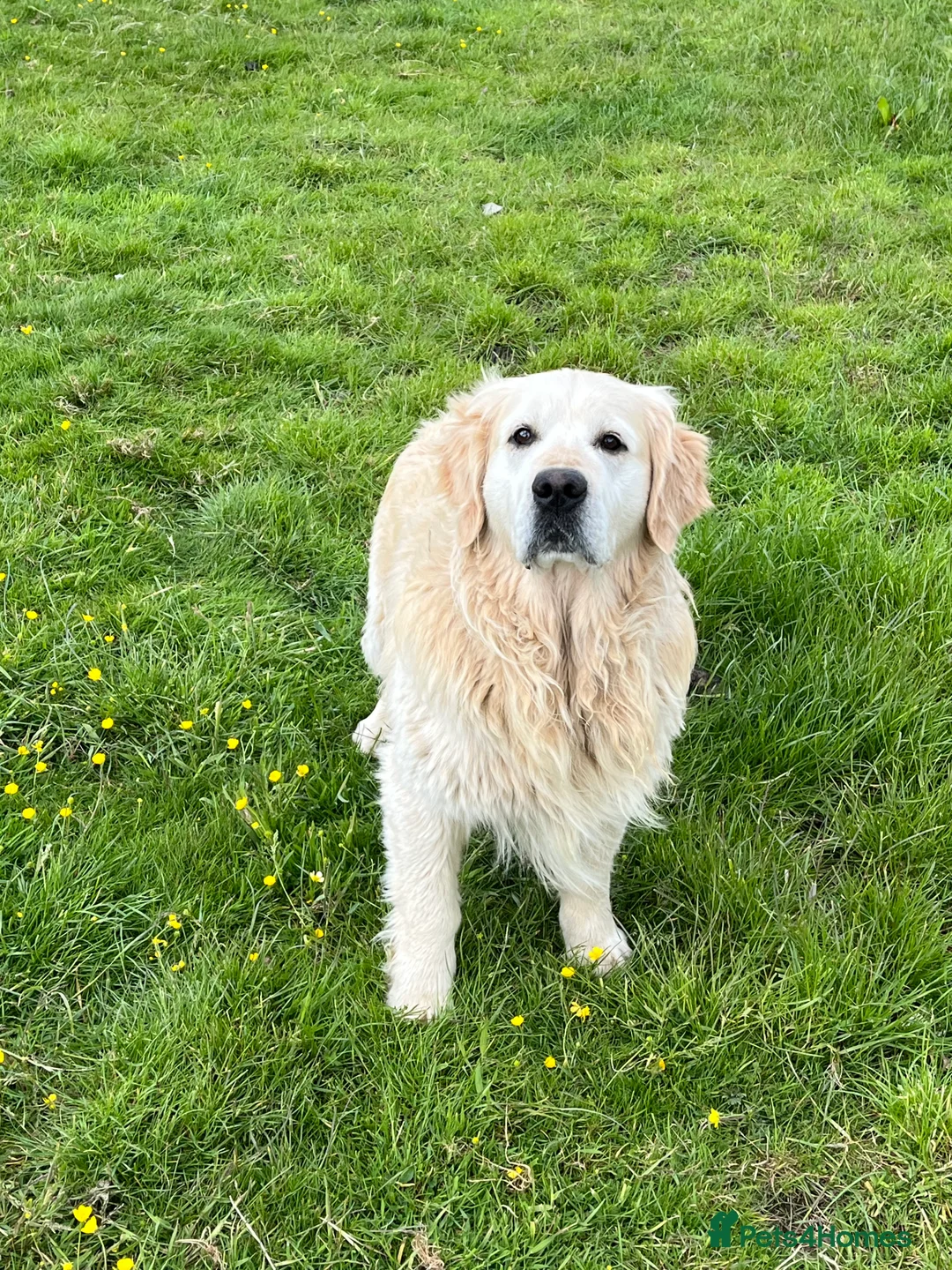 Golden Retriever dogs for stud: Show type golden retriever stud  - Advert 1