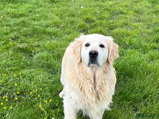 Golden Retriever dogs Show type golden retriever stud - Advert 1