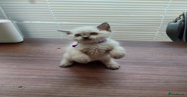 Ragdoll cats - Advert 4
