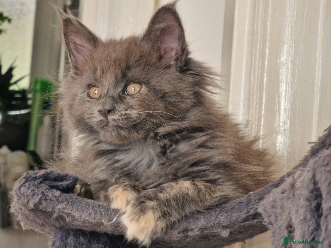 Maine Coon cats for sale: Beautiful Maine coon kittens  - Image 7
