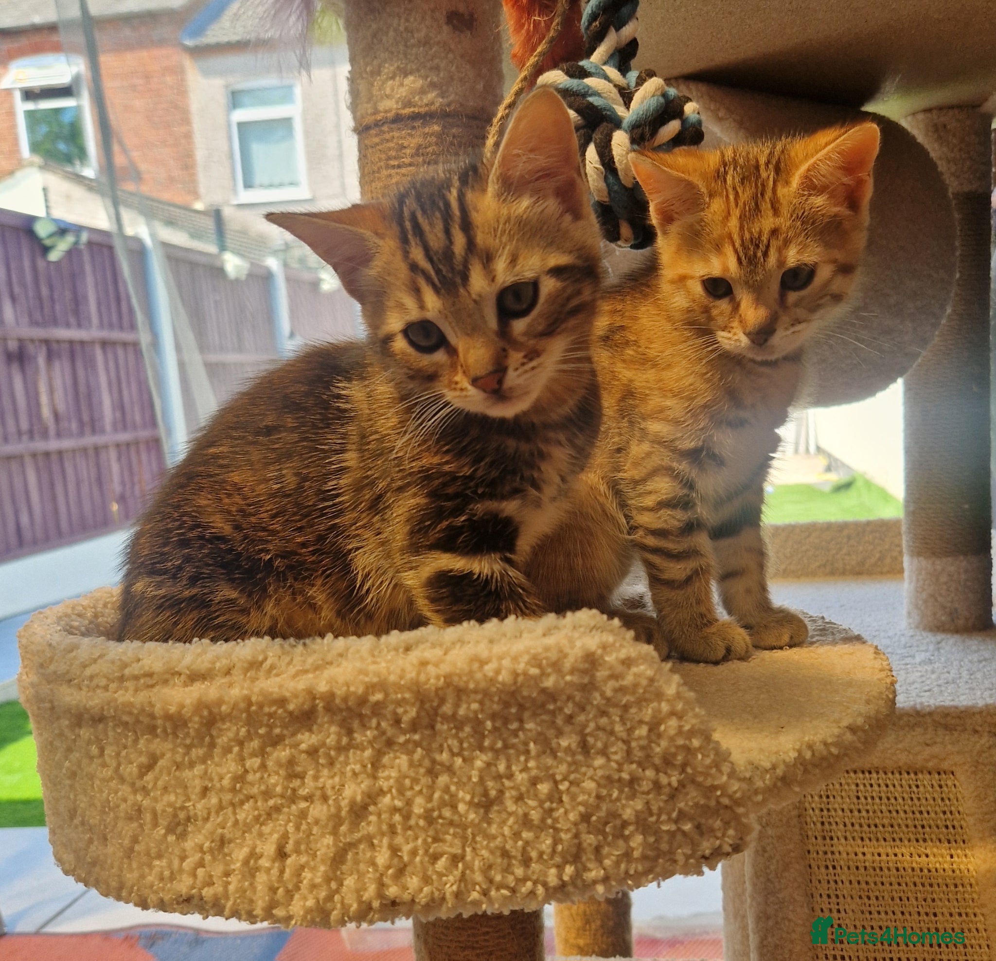 Mixed Breed cats Half bengal kittens - Advert 1