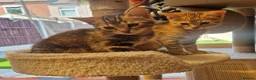 Mixed Breed cats for sale: Half bengal kittens - Advert 1