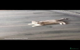 British Shorthair cats for sale: British short-hair kittens - Image 10