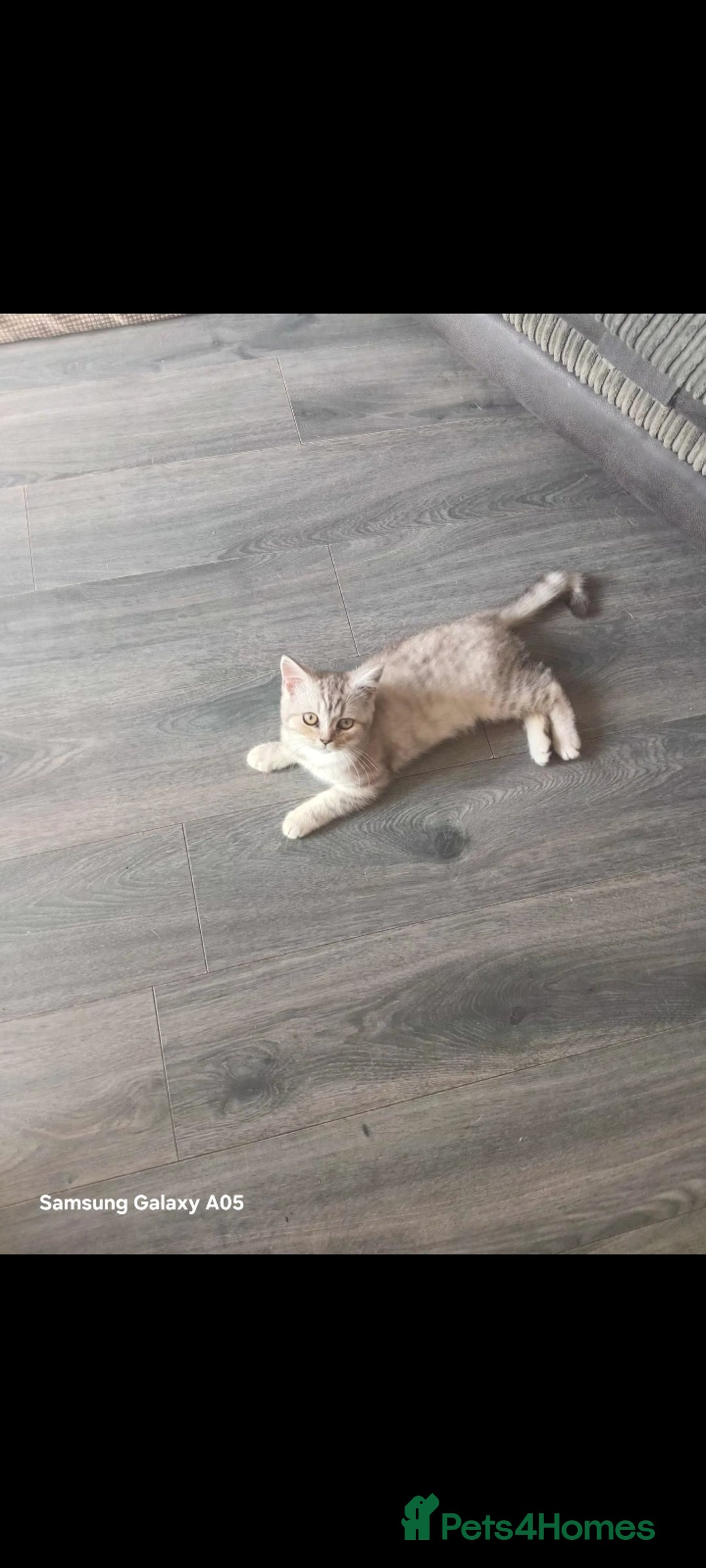 British Shorthair cats for sale: British short-hair kittens - Image 10