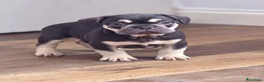 French Bulldog Puppy 1