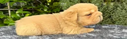 French Bulldog dogs for sale:  **  fluffy French bulldog pups - Advert 6