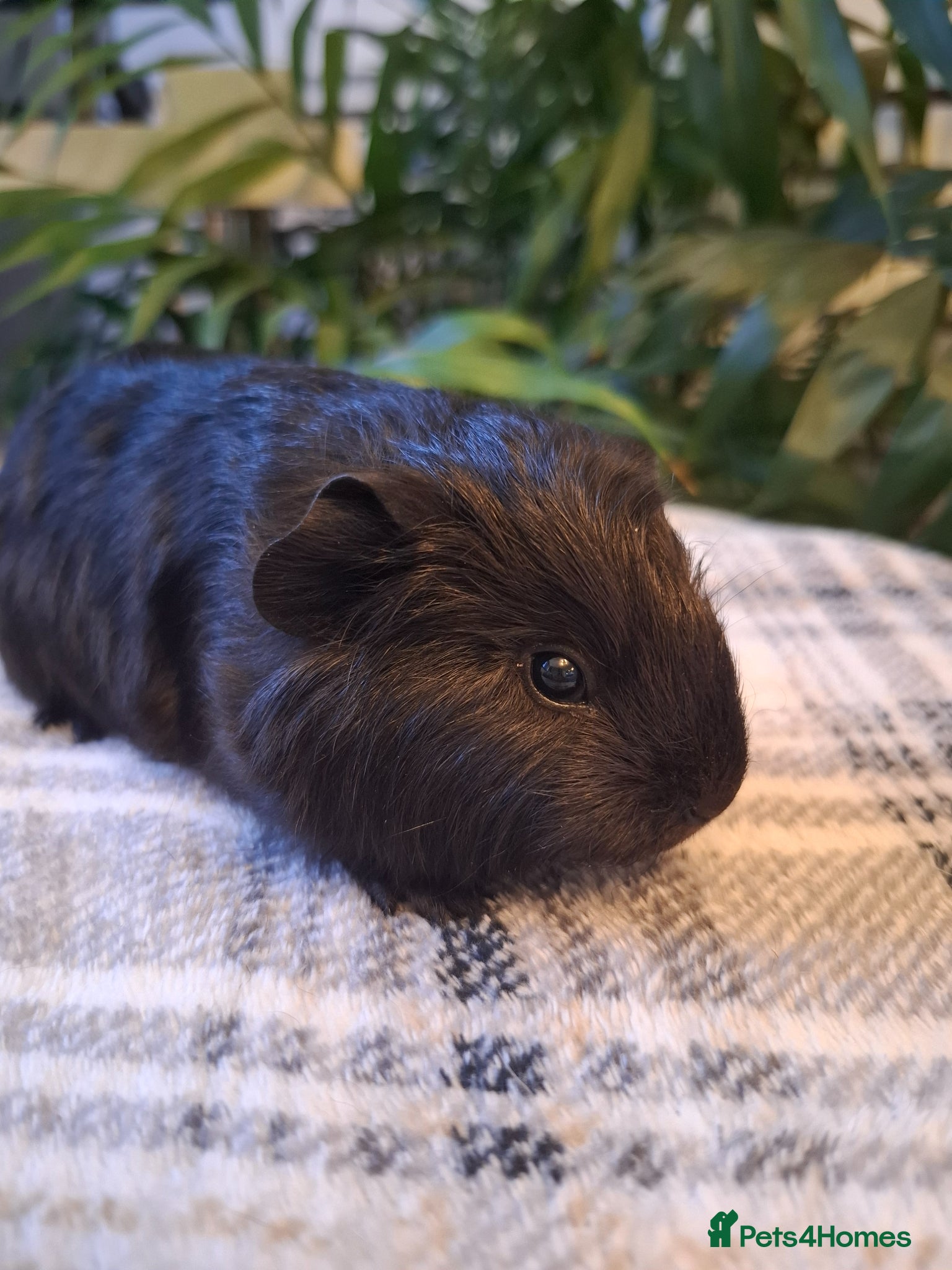 Guinea Pig rodents Black Swiss & Buff Cali Baby Guinea Pig Boys  - Advert 1