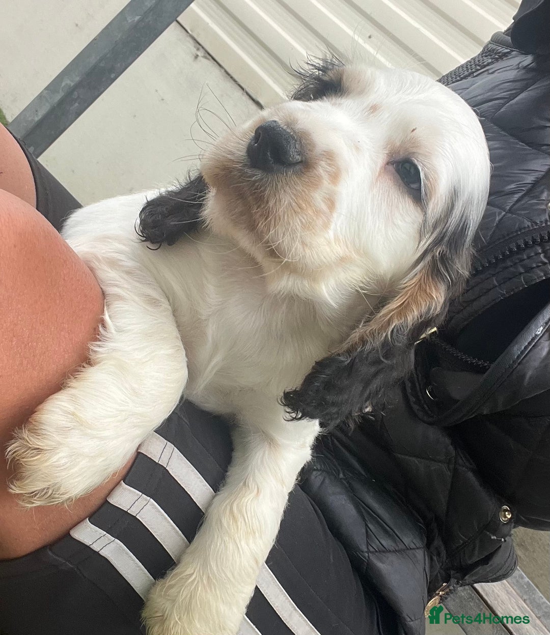 Cocker Spaniel dogs for sale: Beautiful show type cocker spaniels  in York - Image 3
