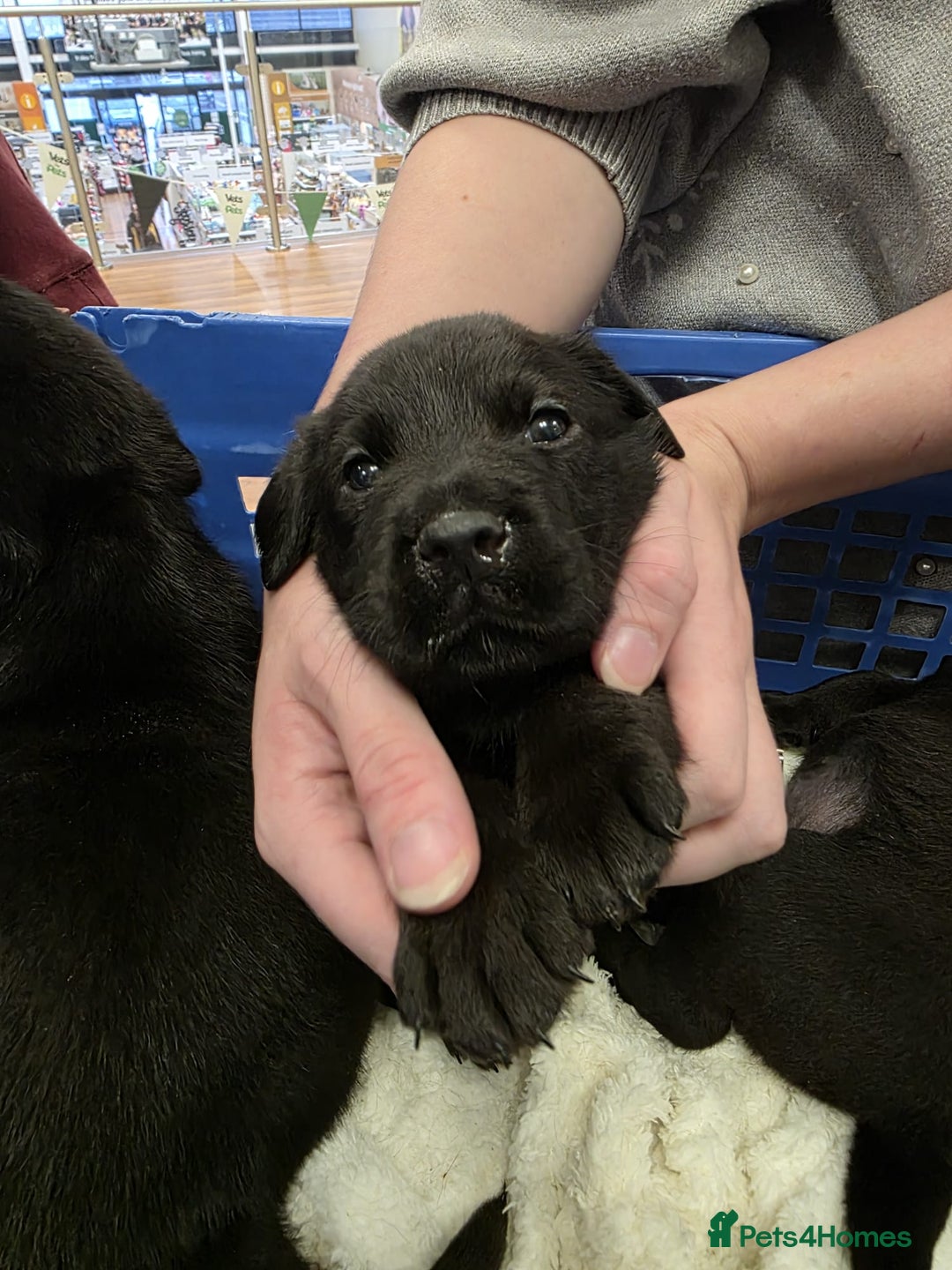 Mixed Breed dogs for sale: German shepherd x Working Labrador puppies  - Advert 11