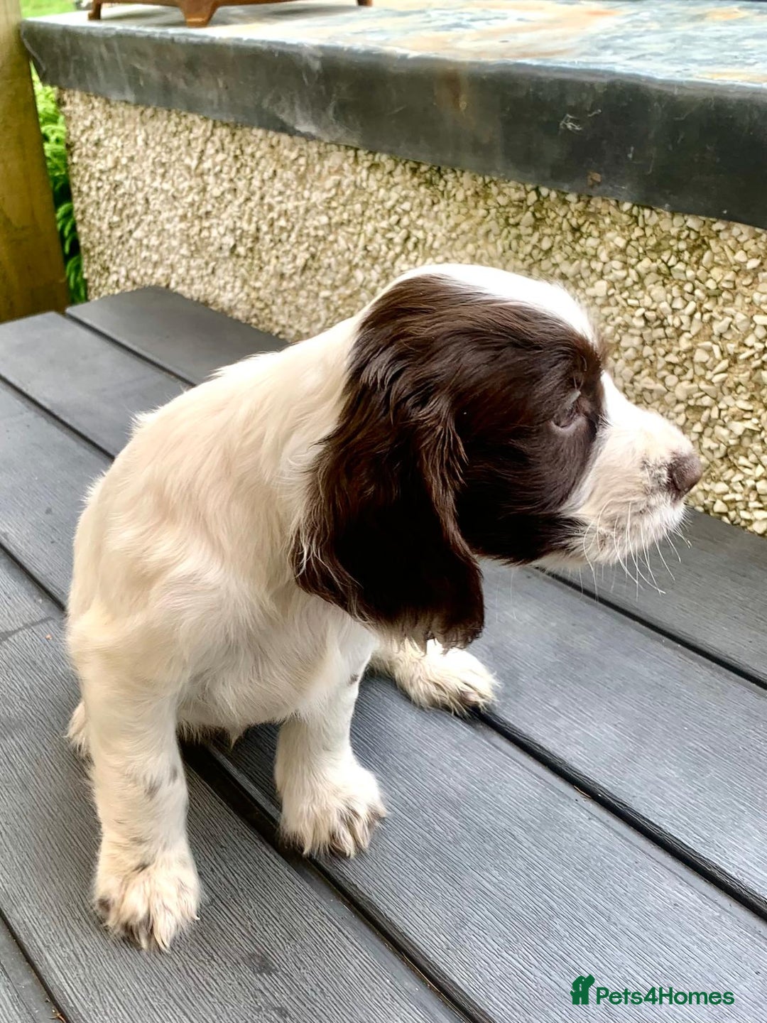 Cocker Spaniel dogs for sale: Working Cocker Spaniels. - Image 3