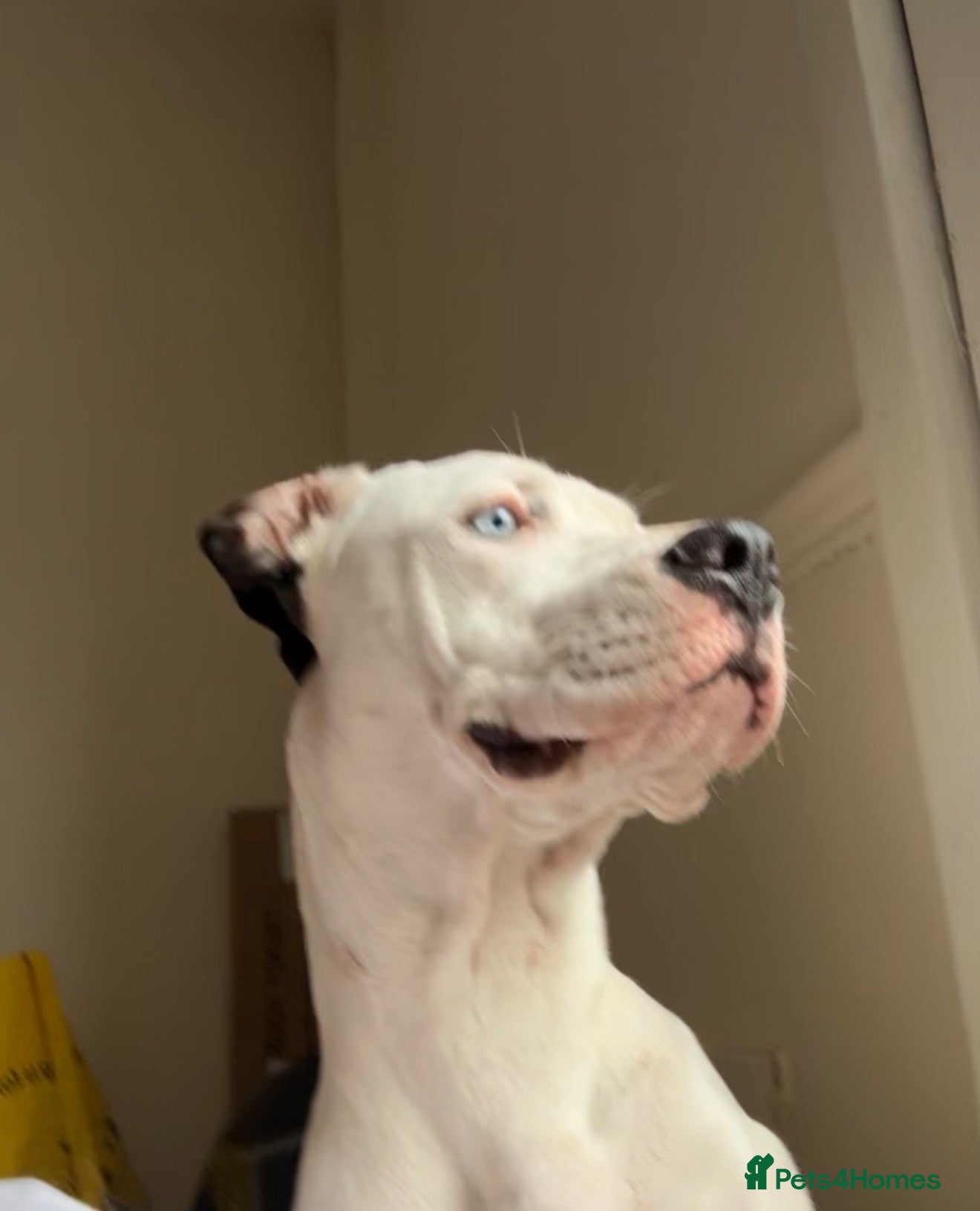 Bull Terrier dogs storm  - Advert 16