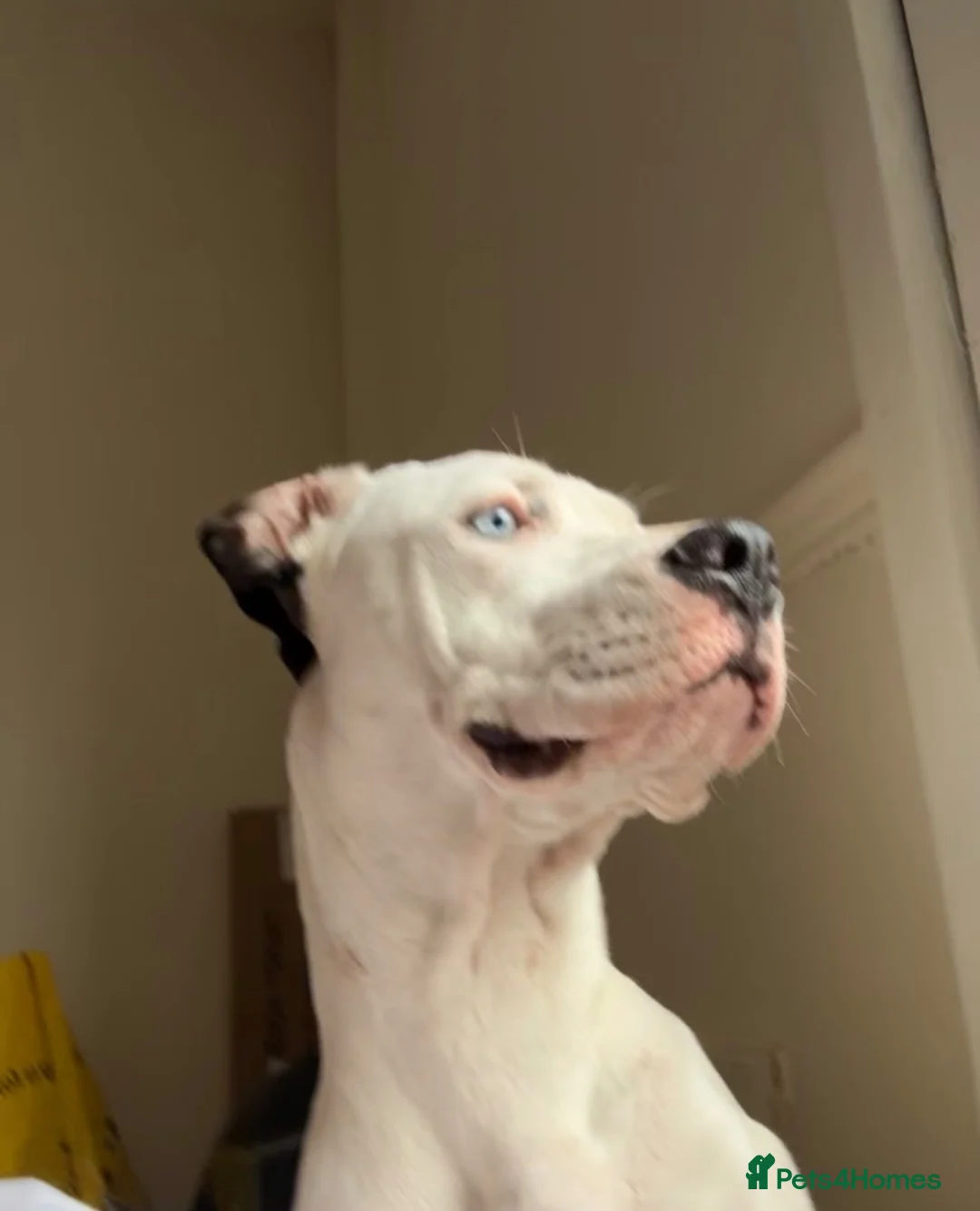 Bull Terrier dogs for sale: storm  - Advert 1