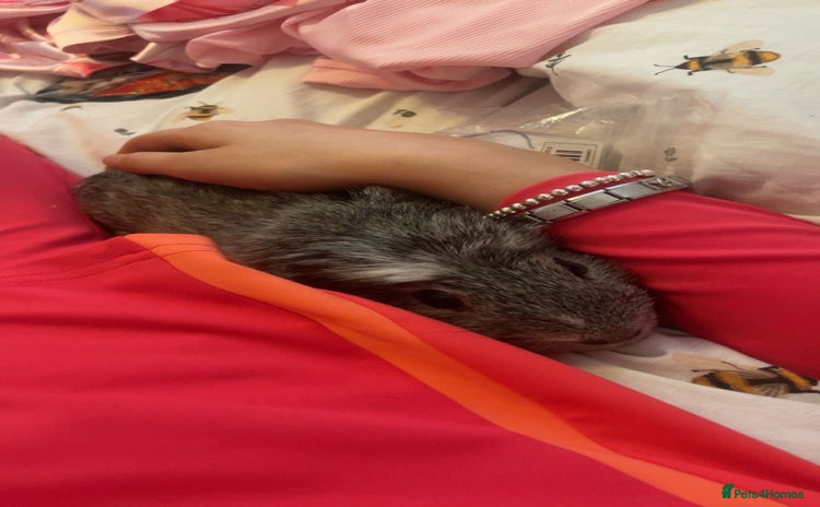 Guinea Pig rodents - Advert 1