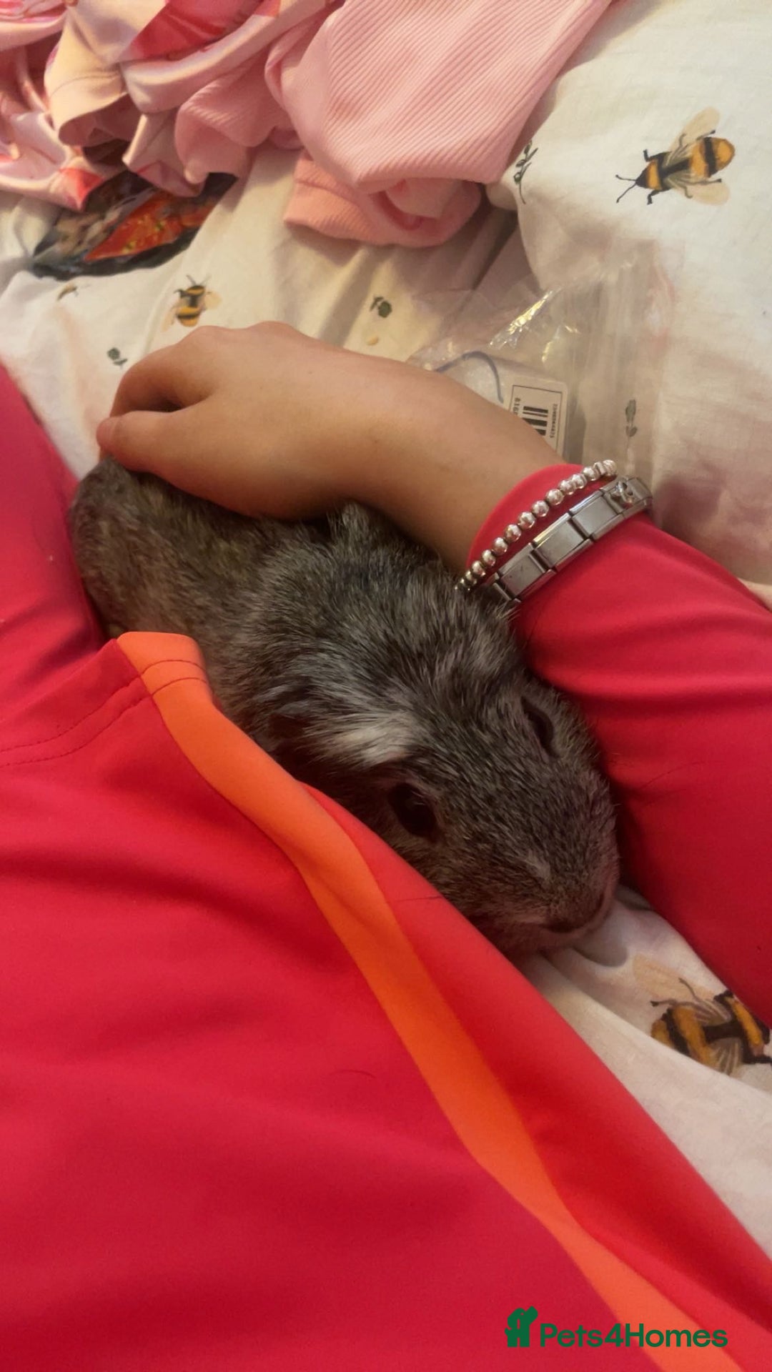 Guinea Pig rodents for sale: 2 boy guinea pigs (son and dad) - Image 1