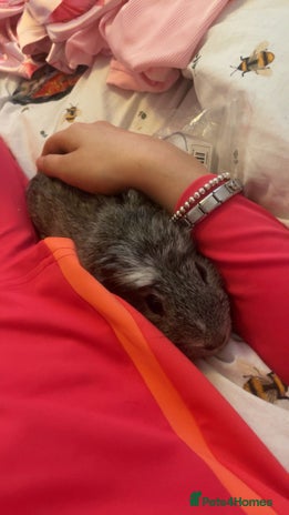 Guinea Pig rodents - Advert 1