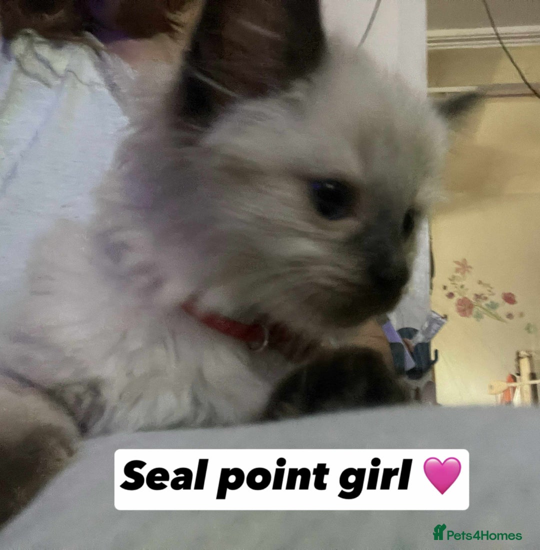 Ragdoll cats for sale: Pure breed Ragdolls  - Image 2