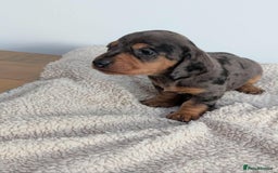 Miniature Dachshund dogs for sale: Miniature dachshund  - Image 4