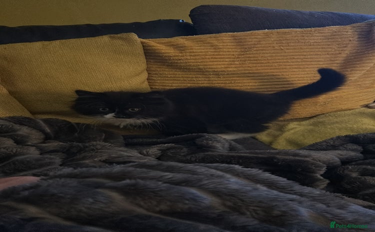 Mixed Breed cats - Advert 14