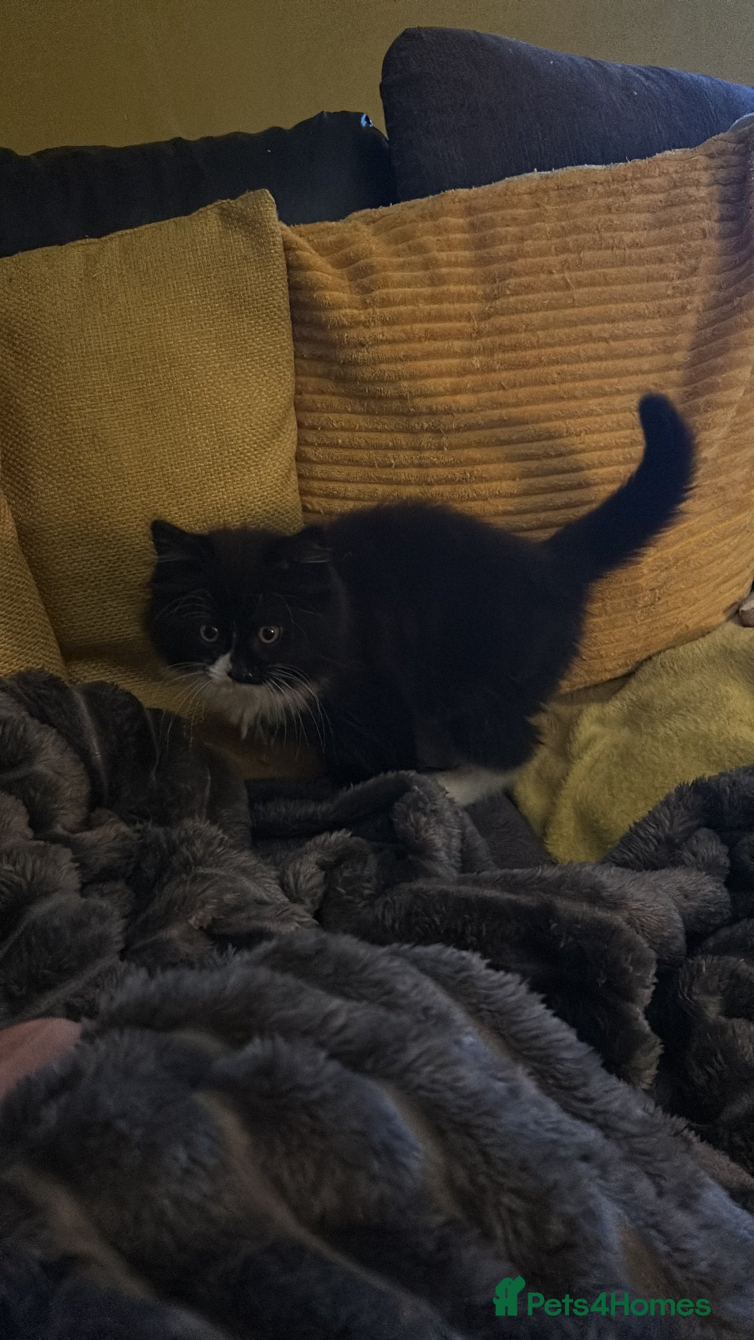Mixed Breed cats for sale: 2 beautiful girls - Image 1