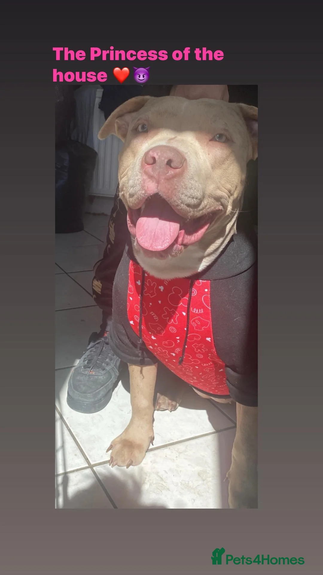 American Bulldog dogs for sale: Puppies for sale only 3 left in Mitcham - Advert 1