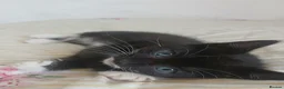 Mixed Breed cats for sale: Tuxedo/Tabby kittens 8 weeks old - Advert 18