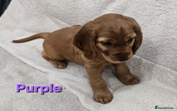 Cocker Spaniel dogs for sale: 🐾 Adorable Cocker Spaniel Puppies for Sale! 🐾 - Image 3