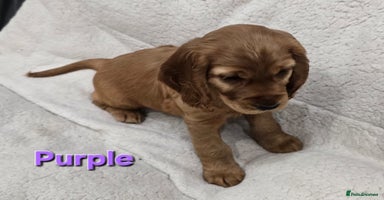 Cocker Spaniel dogs - Advert 4