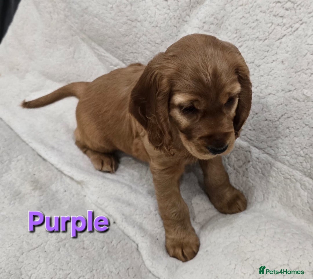 Cocker Spaniel dogs for sale: 🐾 Adorable Cocker Spaniel Puppies for Sale! 🐾 - Image 3