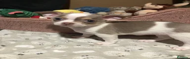 Chihuahua 3