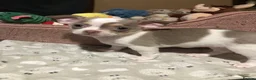 Chihuahua dogs for sale: Beautiful Sweet-heart Chihuahuas– 2 Boys & 2 Girls - Advert 2