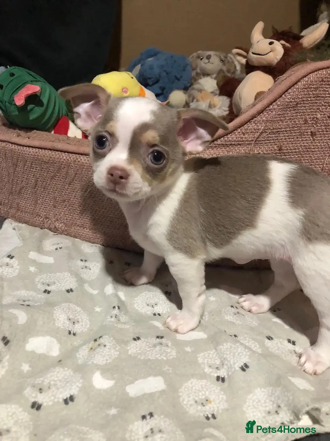 Chihuahua dogs for sale: Beautiful Sweet-heart Chihuahuas– 2 Boys & 2 Girls - Advert 2