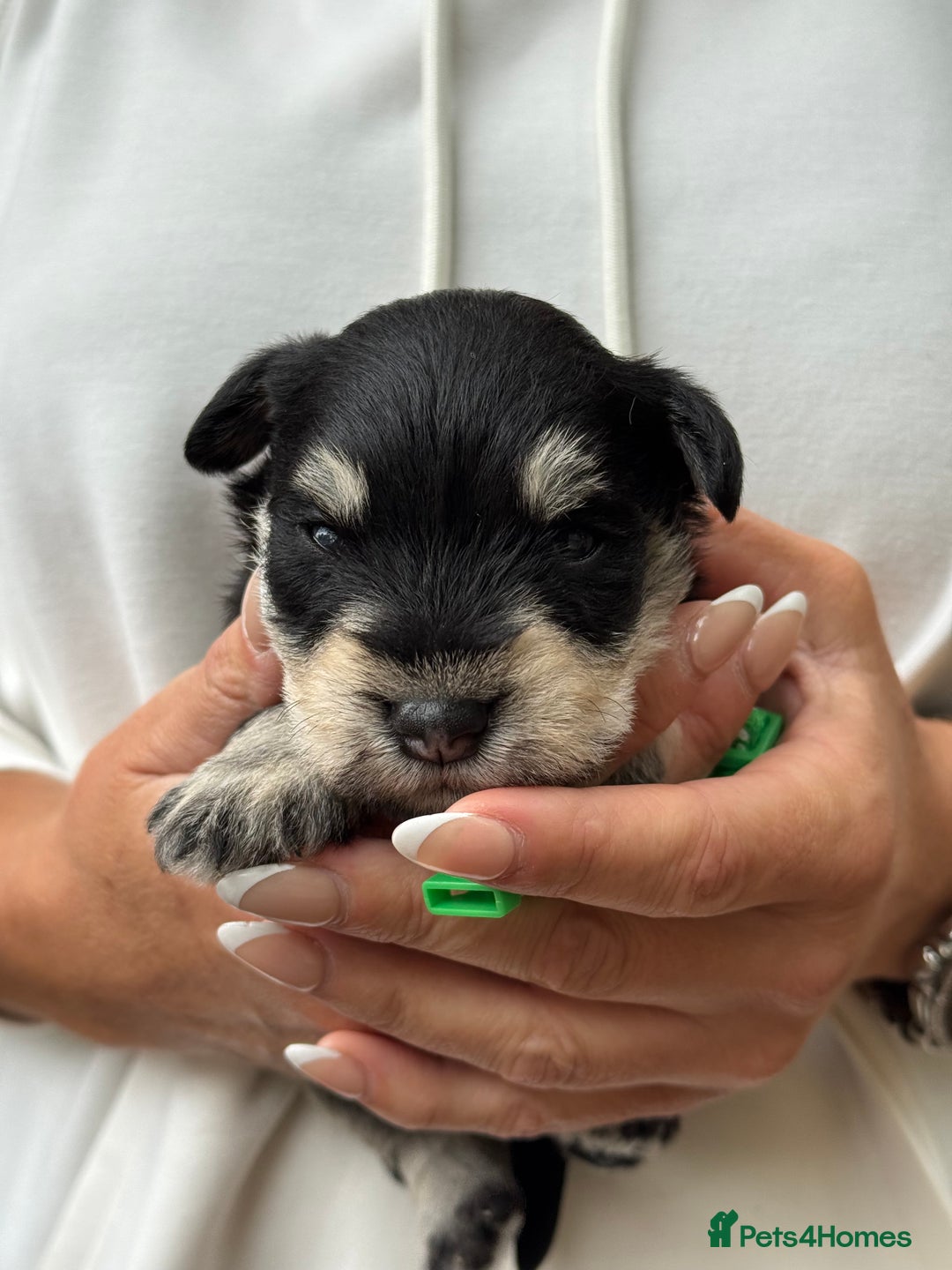 Miniature Schnauzer dogs for sale: Superb mini schnauzer, extensively health tested - Image 14