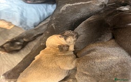 Mixed Breed dogs for sale: Came Corso X Puppies - Image 38