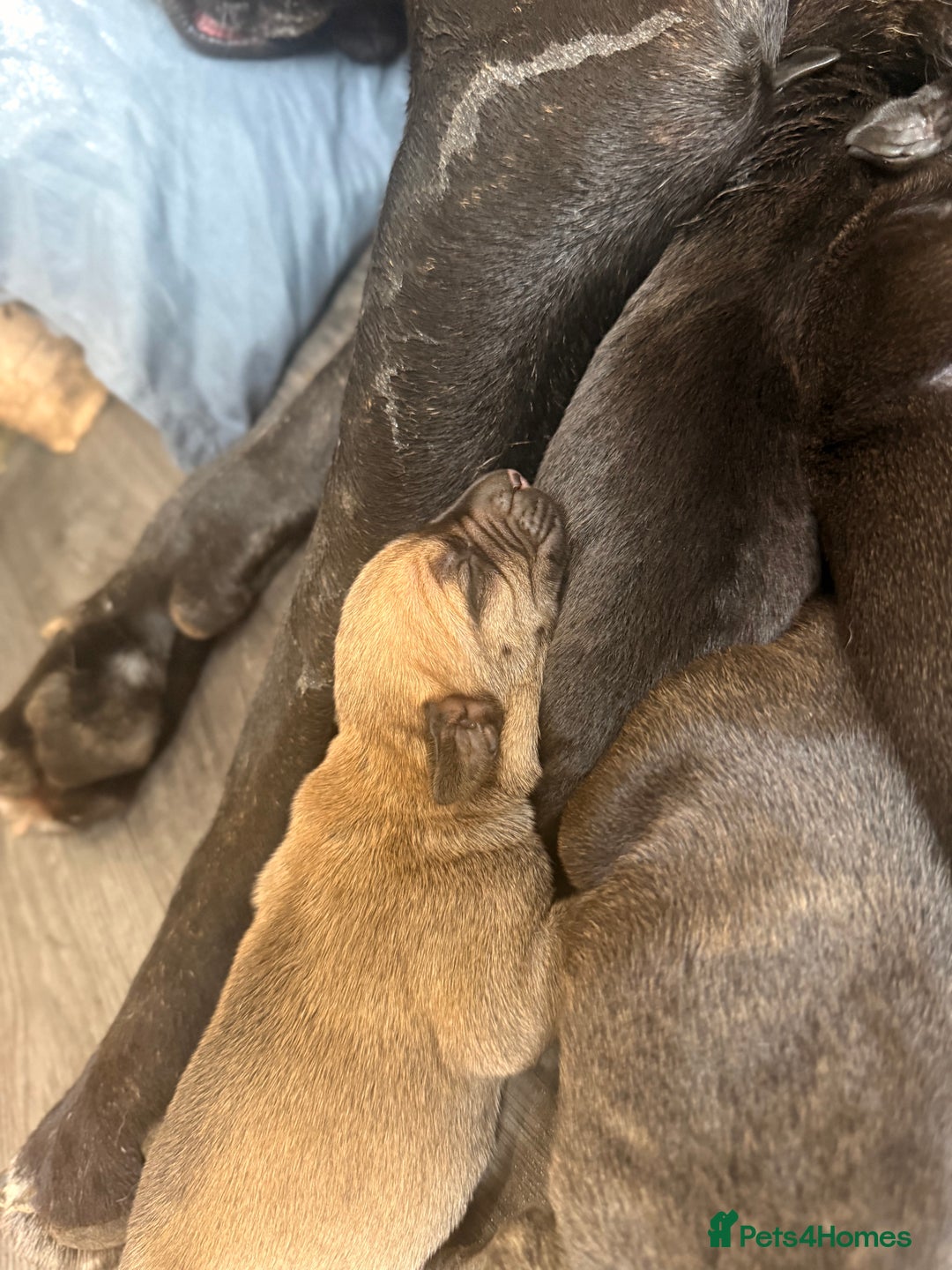 Mixed Breed dogs for sale: Came Corso X Puppies - Image 38