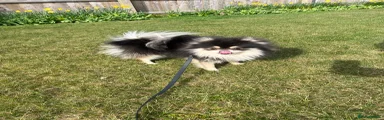 Pomeranian 