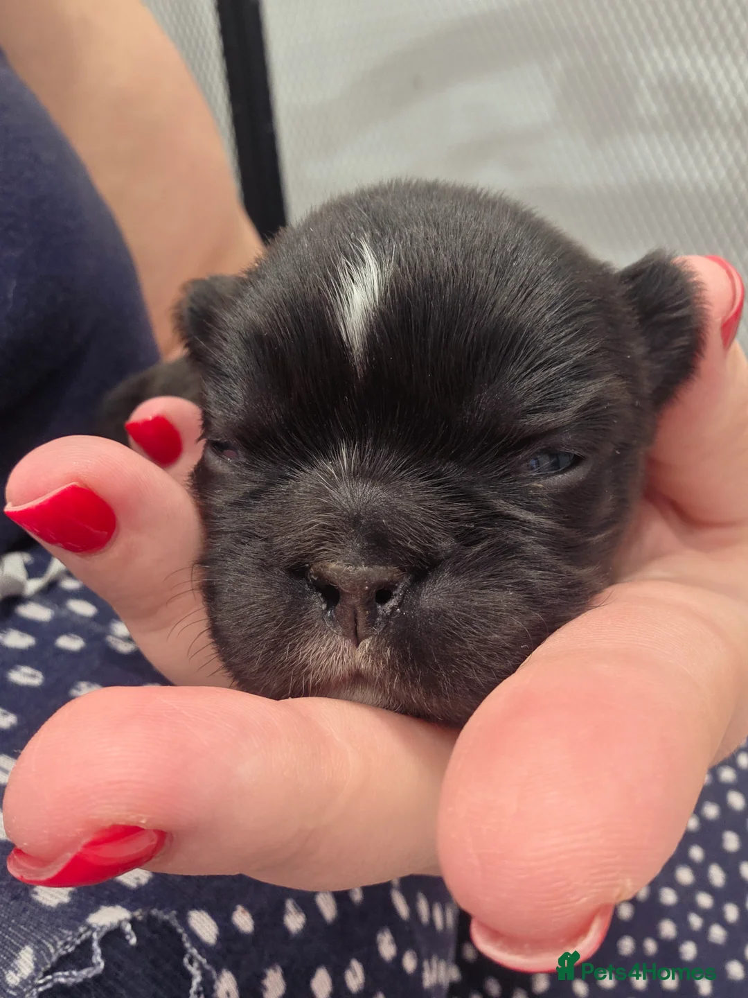 French Bulldog dogs for sale: Fluffy French Bulldog  - Advert 2