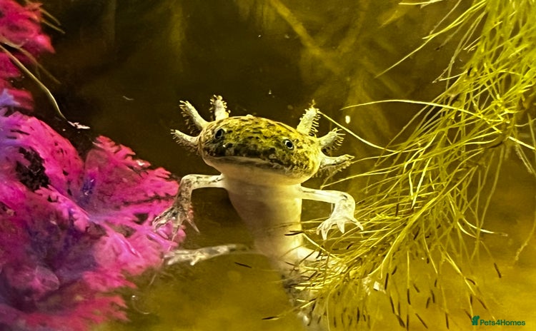 Axolotl reptiles - Advert 5
