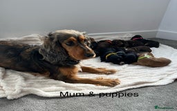 Cocker Spaniel dogs for sale: Beautiful Cocker Spaniel Puppies  - Image 20