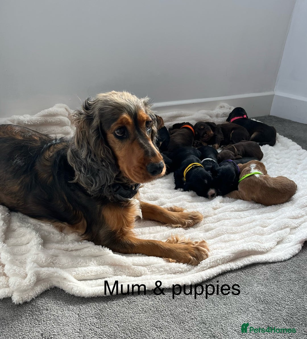 Cocker Spaniel dogs for sale: Beautiful Cocker Spaniel Puppies  - Image 20