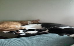 British Shorthair cats for sale: Two male short hair cats - Image 10