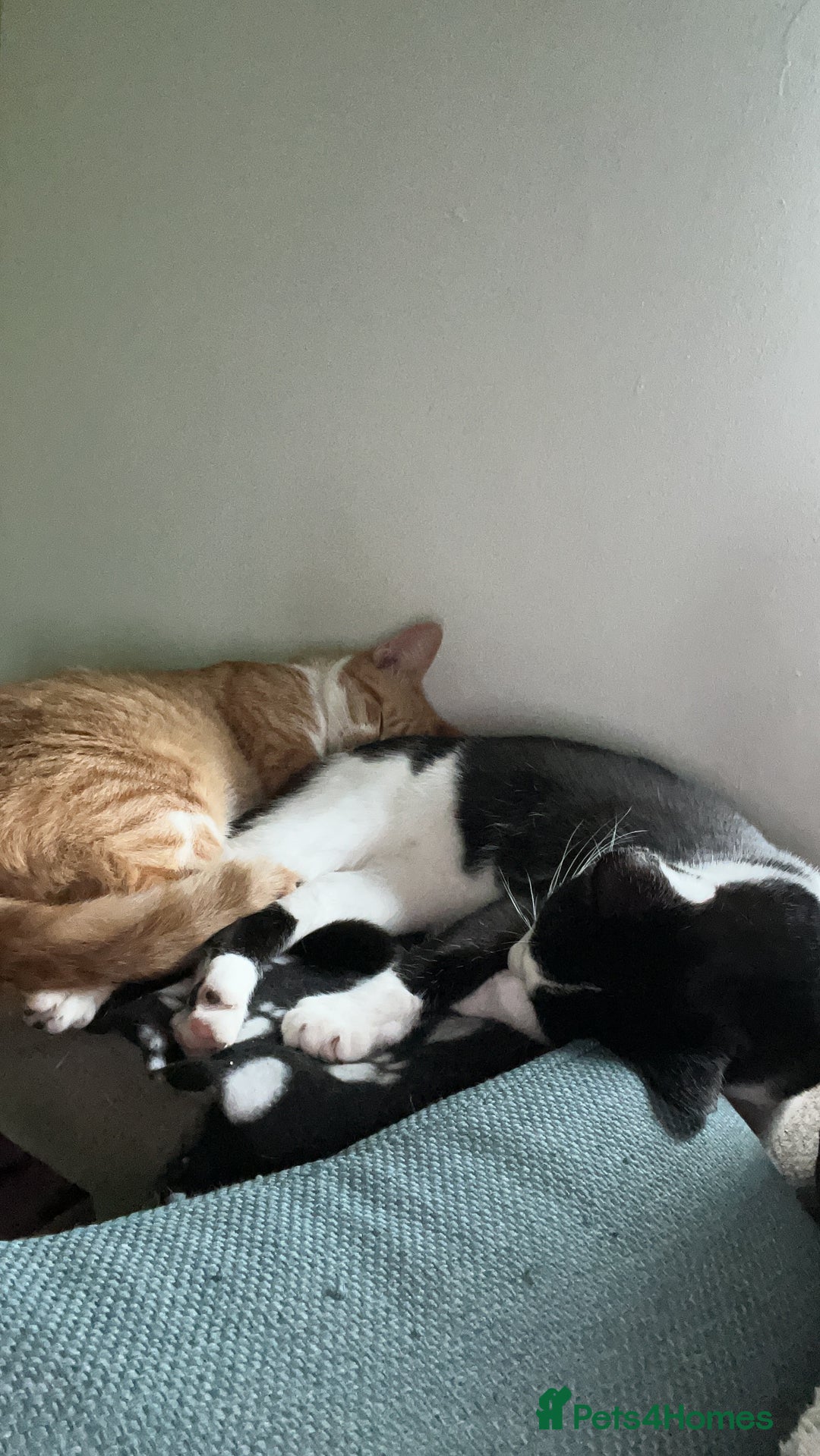 British Shorthair cats for sale: Two male short hair cats - Image 10