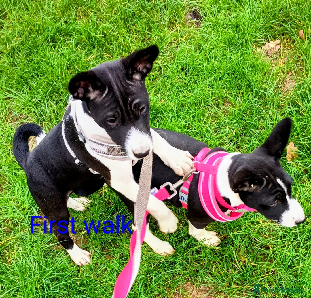 Basenji dogs for sale: Top quality lines pedigree Basenji pups.Ready now. - Advert 1