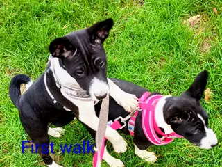 Basenji dogs Top quality lines pedigree Basenji pups.Ready now. - Advert 2